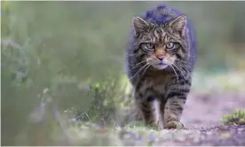  ??  ?? The Scottish wildcat is one of the species most at risk, the report says. Photograph: Peter Cairns/Scottish Wildcat Action