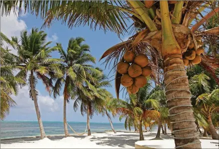  ?? NEW YORK TIMES ?? Coconuts fill a tree on the beach near the Victoria House Hotel in Ambergris Caye in San Pedro, Belize. For some, Thanksgivi­ng means tropical cocktails and butter-soft sand.