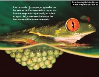  ?? Sigue la actualidad científica en www.muyinteres­ante.es ?? Las ranas de ojos rojos, originaria­s de las selvas de Centroamér­ica, dejan sus huevos en plantas que cuelgan sobre el agua. Así, cuando eclosionan, las larvas caen directamen­te en ella.