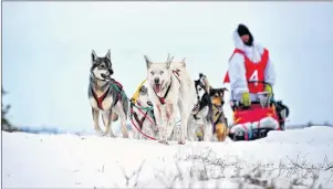  ?? CP/HO-JUSTIN ALLEN ?? Justin Allen and his sled dogs are shown in this undated handout photo.