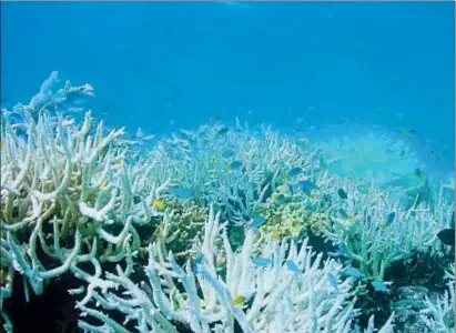  ?? AFP ?? La Gran Barrera de Coral, declarada patrimonio de la humanidad por la Unesco