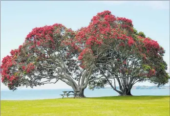  ??  ?? One of the great images of the Kiwi summer are flowering pohutukawa trees.