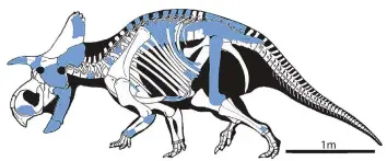  ?? COURTESY OF NEW MEXICO MUSEUM OF NATURAL HISTORY AND SCIENCE ?? The blue highlighte­d area portrays the bones found in the Menefeecer­atops sealeyi skeleton discovered in the area of Cuba by Paul Sealey, a researcher at the New Mexico Museum of Natural History and Science.