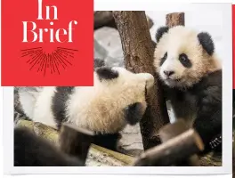  ??  ?? Berlin Zoo has released footage of its adorable nine-month-old panda cub twins, Pit and Paule, playing hide and seek.