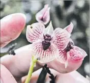  ?? M. Kolanowska ?? Diabolical orchid