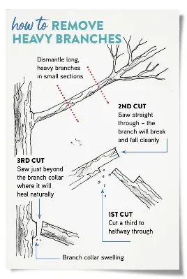 how to PRUNE WISTERIA - PressReader