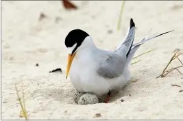  ?? DAVE MARTIN FILE — THE ASSOCIATED PRESS ?? A least tern checks her two eggs on the beach in Gulfport, Miss.