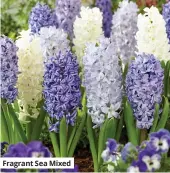  ??  ?? Fragrant Sea Mixed