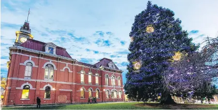  ??  ?? A sequoia tree next to Victoria City Hall is decorated with Christmas lights.