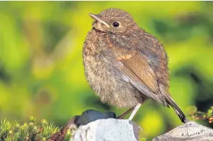  ?? Alan Price ?? ●●Just a few weeks old, food on a bird table can make the world of difference to this spotty young robin