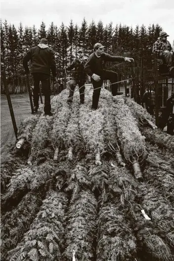  ?? Nasuna Stuart-Ulin / New York TImes ?? Workers secure trees onto a truck at Plantation­s Réal Beloin, a Christmas tree farm in East Hereford, Quebec. The farm sold out of trees in August.