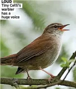  ?? ?? LOUd
Tiny Cetti’s warbler
huge voice