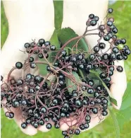  ??  ?? Ripe pickings Elderberri­es are‘dripping’off trees and can be made into a cordial syrup (Pic by Alan Price)