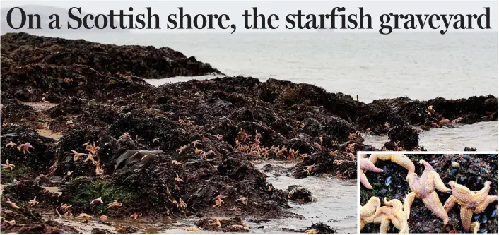  ??  ?? IT is renowned as a place to spot wildlife – but residents of the Black Isle, Ross-shire, were surprised and distressed to see thousands of pink starfish stranded on Rosemarkie Beach. Local Verity Walker said a tidal surge from a storm likely stripped...