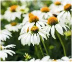  ?? ?? Echinacea White Swan