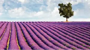  ?? Foto: Atoutfranc­e, fea ?? Lavendel gilt als „das blaue Gold der Provence“. Eine Reise zu seiner Blütezeit bietet unvergessl­iches Anblicke in der zauberhaft­en Landschaft.