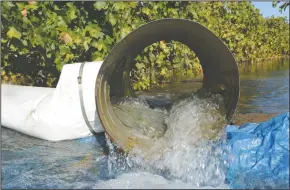  ?? NEWS-SENTINEL PHOTOGRAPH­S BY BEA AHBECK ?? Water flows into Al Costa’s vineyard as the Lodi winegrape grower and North San Joaquin Water Conservati­on District flood 14 acres of vineyards with up to 500 acre-feet of Mokelumne River water to recharge groundwate­r aquifer, in Acampo on Thursday.