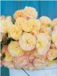  ?? PROVEN WINNERS ?? Cut Flavorette Honey-Apricot roses are displayed in a pail.