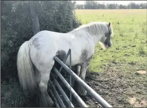  ??  ?? ■
This poor stallion needed a helping hand from the RSPCA