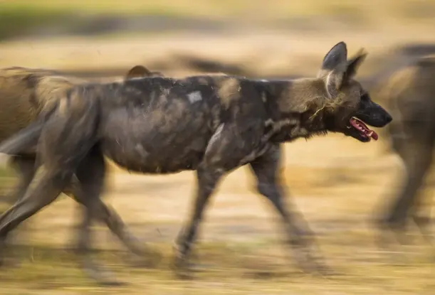  ??  ?? Above: lean and rangy, painted wolves have phenomenal stamina, roaming over hundreds of square kilometres.
