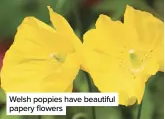  ??  ?? Welsh poppies have beautiful papery flowers