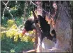  ?? COURTESY OF VENTANA WILDLIFE SOCIETY ?? A “second-generation” wild-born condor chick may foreshadow the species’ recovery.