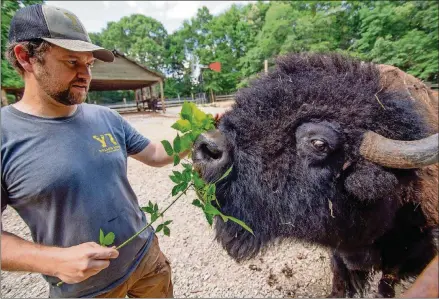  ?? STEVE SCHAEFER/ FOR THE AJC ?? Owner Jonathan Ordway feeds one of his bison at the Yellow River Animal Sanctuary in Lilburn.