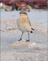  ?? Photograph:Nick Giles ?? Wheatear is one of a number of species migrating along our coast at this time of year.