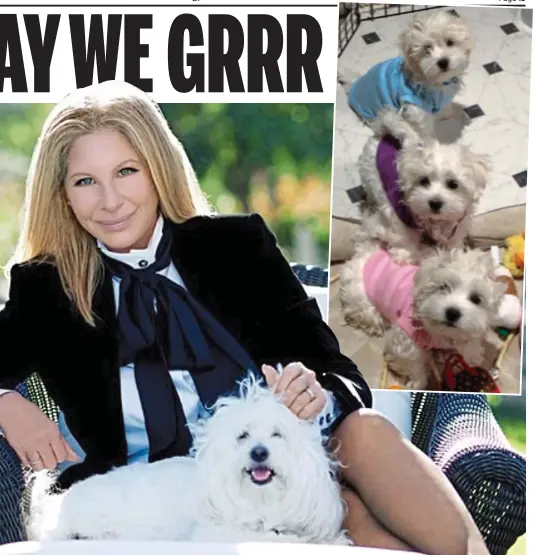  ??  ?? Fond memory: Barbra Streisand with Samantha in 2015. Top: The picture she posted of Fanny, Violet and Scarlett