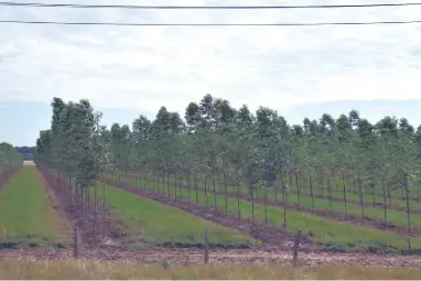  ??  ?? Cultivos de eucalipto en la zona de Maciel del departamen­to de Caazapá. Son una fuente de ingreso para numerosos habitantes de la zona.