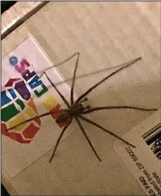  ??  ?? Massive: A Reddit user posted a picture of this monster