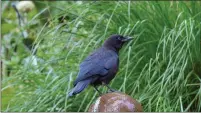  ?? PHOTO BY KAREN GIDEON ?? Crows are among the most curious and smartest birds. They habituate quickly to devices used for frightenin­g birds.