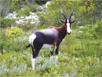  ??  ?? The bontebok (LEFT) and blesbuck (RIGHT) look similar. The bontebok is darker in colour and the white on the rump, belly and legs is more pronounced. Bontebok rams also lack the straw-coloured ridges on the horns that blesbuck rams have.