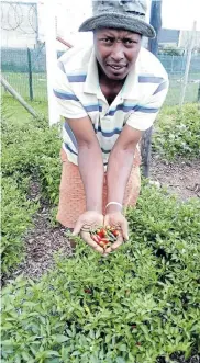  ??  ?? FOOD GARDEN: Xolani Siwa runs the Lim'uphile project, a community garden benefiting families in Walmer