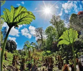  ??  ?? FEELING THE HEAT: The subtropica­l Trebah Garden in Cornwall