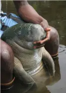  ??  ?? African manatees are classed as a vulnerable species and are on the IUCN Red List. Photograph: Lucy Keith-Diagne/African Aquatic Conservati­on Fund