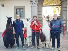  ??  ?? Viterbo Foto di gruppo per i tre altoatesin­i e i loro lama davanti al palazzo comunale durante la loro sosta