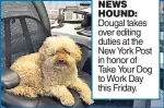  ??  ?? NEWS HOUND: Dougal takes over editing duties at the New York Post in honor of Take Your Dog to Work Day this Friday.