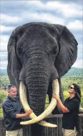  ?? New York State department of environmen­tal Conservati­on ?? dec Conservati­on Police officers maj. Scott florence and Lt. Karen Przyklek pose with an elephant in tembe elephant Park in South Africa. Poachers kill the elephants for their ivory tusks.