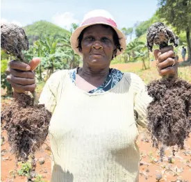  ?? IAN ALLEN/PHOTOGRAPH­ER ?? Lucille Grace Thomas of Prickly Pole, St Ann, shows the devastatin­g effect of drought on her cabbage crop she planted recently.