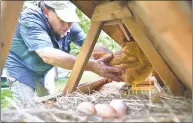  ?? Catherine Avalone / Hearst Connecticu­t Media ?? John Farrugia, owner of CT Rent A Hen takes a look at a chicken.