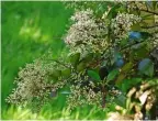  ??  ?? Left to right: Deadheadin­g dahlia flowers; the waxyleaf privet, Ligustrum quihoui, produces clusters of small, white flowers.