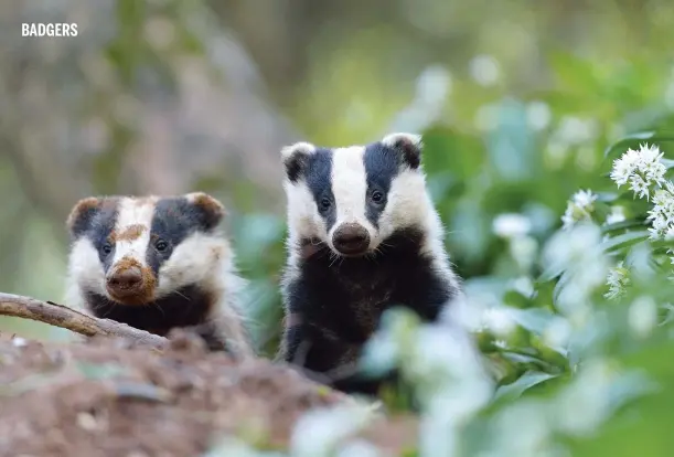  ??  ?? Above: muddy-nosed badgers appear at the entrance of a woodland sett in the springtime, surrounded by flowering wild garlic.