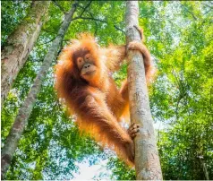  ?? ?? SCIENTISTS FOUND that great apes, including orangutans, also spin to achieve altered mental states.