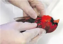  ??  ?? Jason Chappus, a fourth-year biology student from LaSalle and member of the Avian Taxidermy Club, works with the body of northern cardinal.