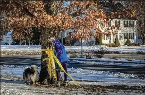  ?? (Ap/dave Collins) ?? Gayle Carr, acting warden of the borough of Litchfield, Conn., removes a yellow ribbon honoring U.S. military service members from a tree Thursday on the Litchfield Town Green. Local officials’ decision to take down the ribbons, due to concerns other groups could put up their own displays, no matter how offensive, has angered some local residents.