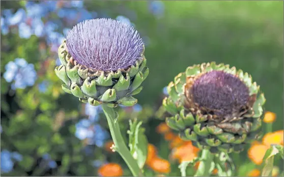  ?? PHOTOGRAPH: SHUTTERSTO­CK ?? Globe artichokes are self-sufficient if planted in moderately rich, very free-draining soil