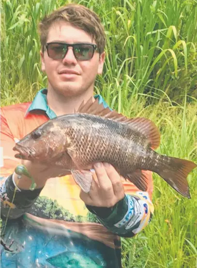  ?? NICE ONE: Brody Eves pulled this fine mangrove jack from a Cardwell freshwater creek near his grandparen­ts’ place. ??