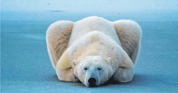  ?? FOTO: NORBERT ROSING ?? Diesen schlafende­n Eisbären und mehr gibt es beim Vortrag „Ikonen der Naturfotog­rafie“zu sehen.