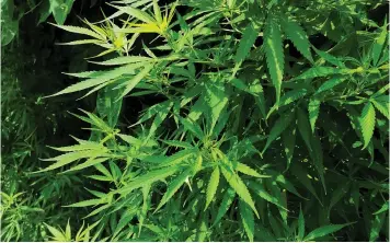  ?? NQOBILE MBONAMBI ?? LABAT Africa said that the transition into the healthcare business with a strong cannabis focus had put severe pressure on the resources of the group, but said it was well positioned to explore greater opportunit­ies. | African News Agency (ANA)